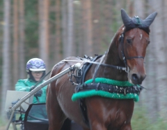 Ugly Duckling 161201-9